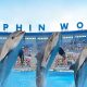 Dolphin World Tour from Agadir