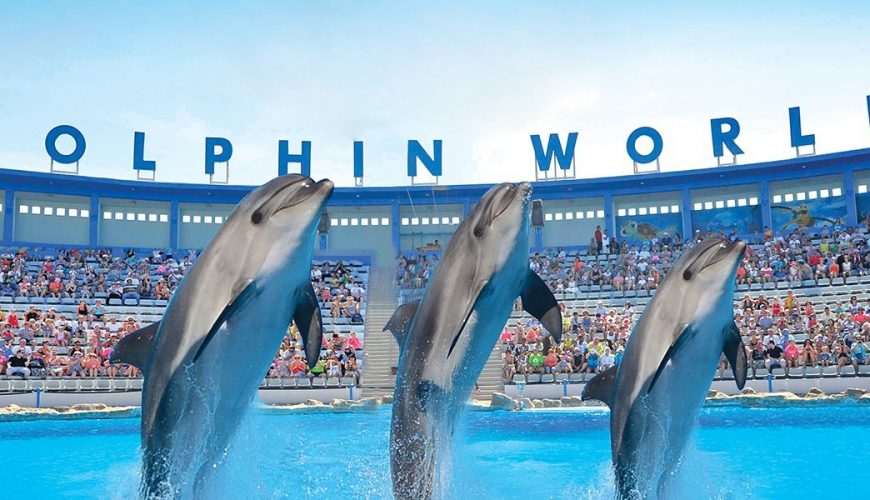 Dolphin World Tour from Agadir